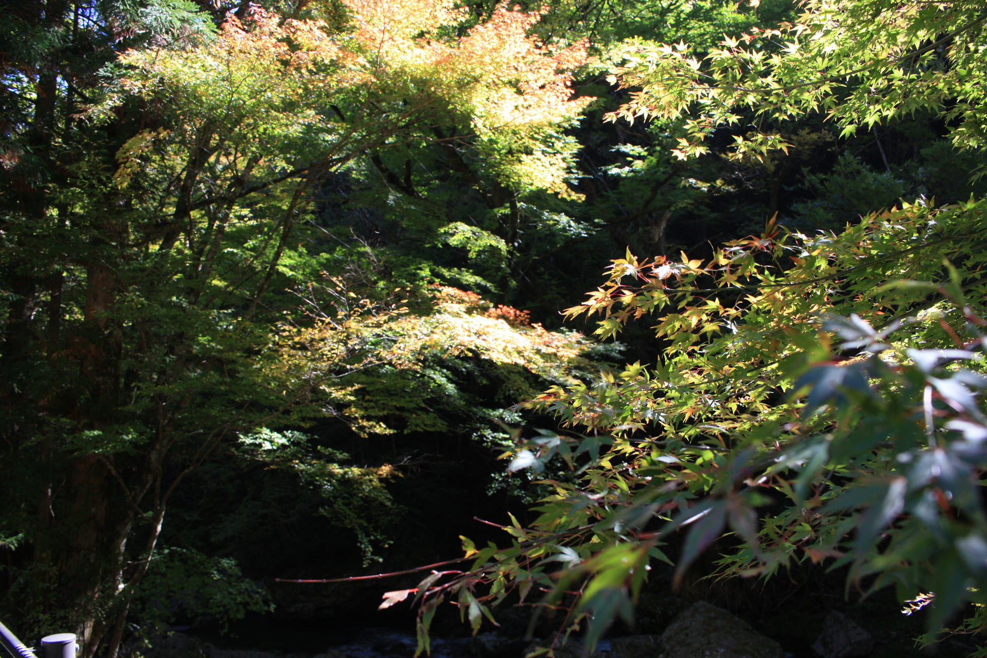 小田深山紅葉始まる 愛媛みかんに夢のせて